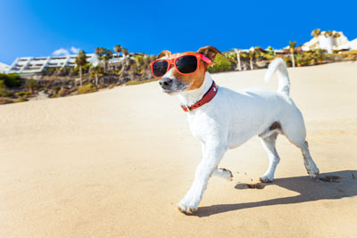 Holiday rental home with dog